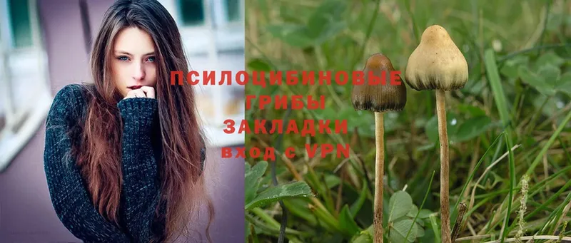 Псилоцибиновые грибы MAGIC MUSHROOMS  как найти закладки  Гатчина 